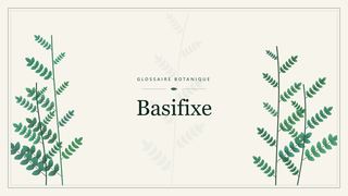Illustration botanique stylisée du terme « Basifixe » du glossaire