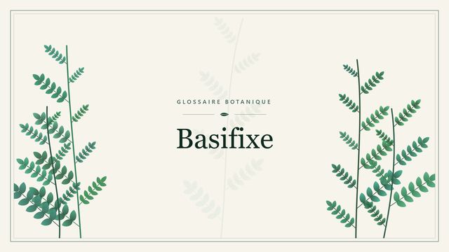 Basifixe : guide complet Illustration botanique stylisée du terme « Basifixe » du glossaire