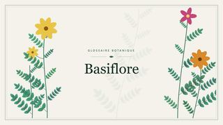 Illustration botanique stylisée du terme « Basiflore » du glossaire