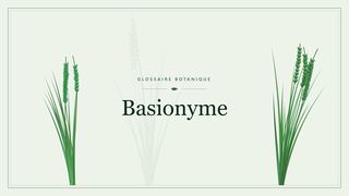 Illustration botanique stylisée du terme « Basionyme » du glossaire