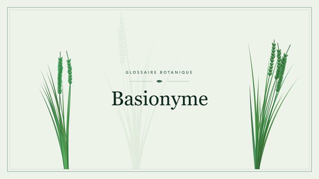 Basionyme : ce qu'il faut savoir Illustration botanique stylisée du terme « Basionyme » du glossaire