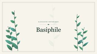 Illustration botanique stylisée du terme « Basiphile » du glossaire