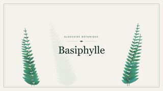 Illustration botanique stylisée du terme « Basiphylle » du glossaire