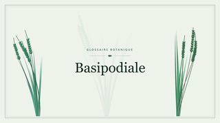 Illustration botanique stylisée du terme « Basipodiale » du glossaire