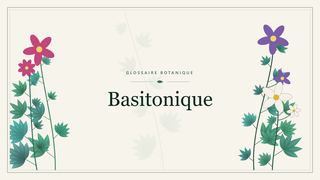 Illustration botanique stylisée du terme « Basitonique » du glossaire