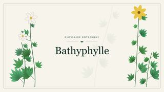 Illustration botanique stylisée du terme « Bathyphylle » du glossaire