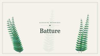 Illustration botanique stylisée du terme « Batture » du glossaire
