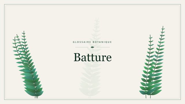 Définition de « batture » en botanique Illustration botanique stylisée du terme « Batture » du glossaire