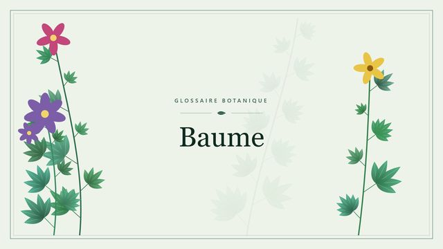 Définition de « baume » en botanique Illustration botanique stylisée du terme « Baume » du glossaire
