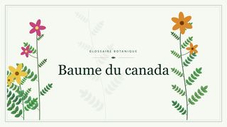 Illustration botanique stylisée du terme « Baume du canada » du glossaire