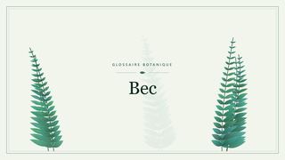 Illustration botanique stylisée du terme « Bec » du glossaire