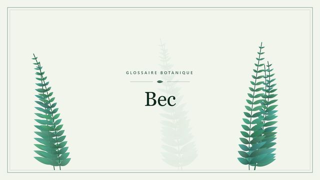 Définition de « bec » en botanique Illustration botanique stylisée du terme « Bec » du glossaire