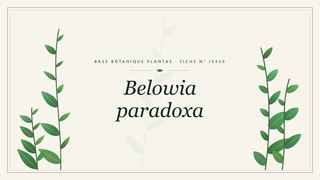 Planche botanique stylisée de Belowia paradoxa
