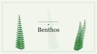 Illustration botanique stylisée du terme « Benthos » du glossaire