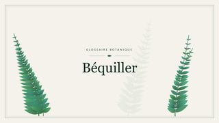 Illustration botanique stylisée du terme « Béquiller » du glossaire