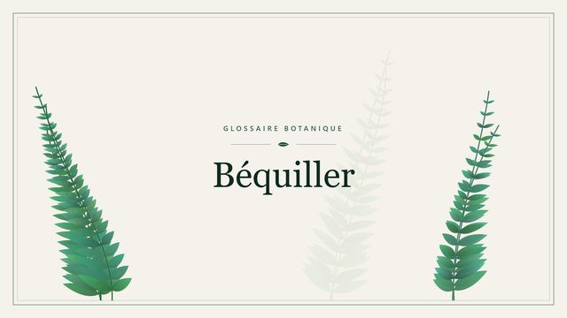 Béquiller : guide complet Illustration botanique stylisée du terme « Béquiller » du glossaire