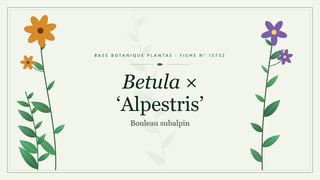 Planche botanique stylisée de Betula × ‘Alpestris’ (Bouleau subalpin)