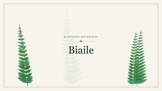 Illustration botanique stylisée du terme « Biaile » du glossaire