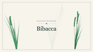 Illustration botanique stylisée du terme « Bibacca » du glossaire