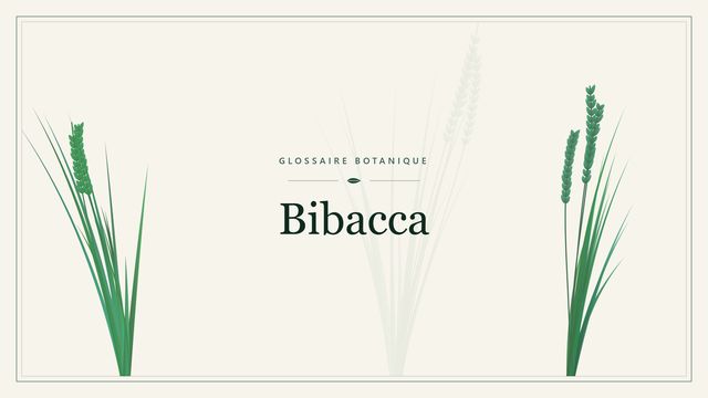 Bibacca : repères utiles Illustration botanique stylisée du terme « Bibacca » du glossaire