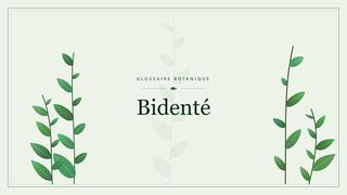 Illustration botanique stylisée du terme « Bidenté » du glossaire