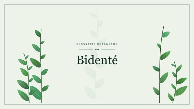 Bidenté : repères utiles Illustration botanique stylisée du terme « Bidenté » du glossaire