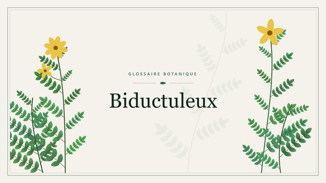 Biductuleux : panorama Illustration botanique stylisée du terme « Biductuleux » du glossaire