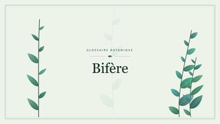 Illustration botanique stylisée du terme « Bifère » du glossaire
