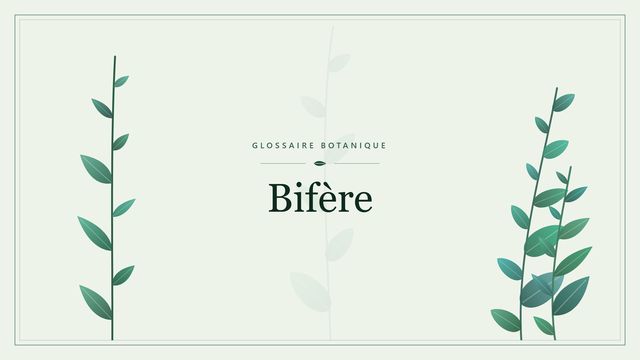 Bifère : repères utiles Illustration botanique stylisée du terme « Bifère » du glossaire