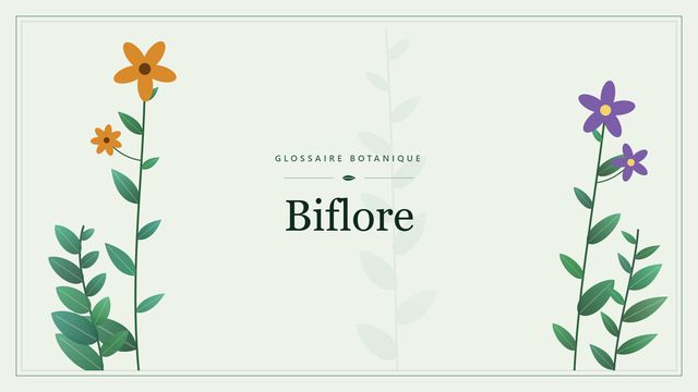 Comprendre biflore 2 en botanique et horticulture Illustration botanique stylisée du terme « Biflore » du glossaire