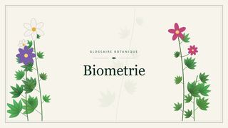 Illustration botanique stylisée du terme « Biometrie » du glossaire