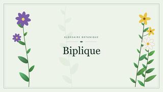 Illustration botanique stylisée du terme « Biplique » du glossaire