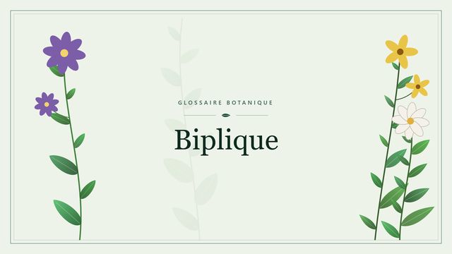 Biplique : comprendre ce terme de morphologie végétale Illustration botanique stylisée du terme « Biplique » du glossaire