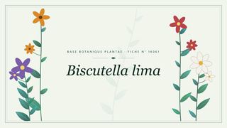 Planche botanique stylisée de Biscutella lima