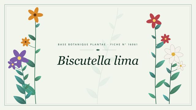 Biscutella lima : fiche descriptive et taxonomie Planche botanique stylisée de Biscutella lima