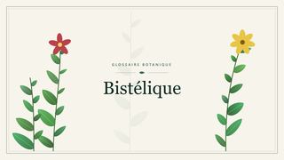 Illustration botanique stylisée du terme « Bistélique » du glossaire