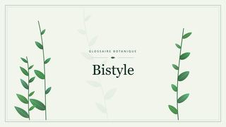 Illustration botanique stylisée du terme « Bistyle » du glossaire
