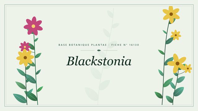 Blackstonia : fiche descriptive et taxonomie Planche botanique stylisée de Blackstonia