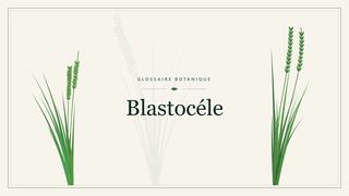 Illustration botanique stylisée du terme « Blastocéle » du glossaire