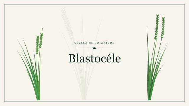 Blastocéle : notre analyse Illustration botanique stylisée du terme « Blastocéle » du glossaire