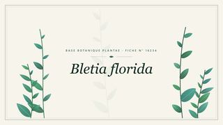 Planche botanique stylisée de Bletia florida