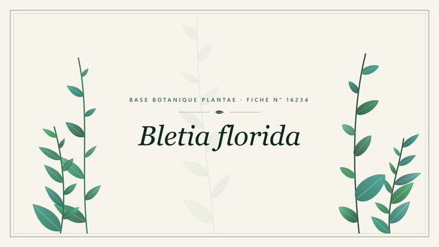 Bletia florida : fiche descriptive et taxonomie Planche botanique stylisée de Bletia florida