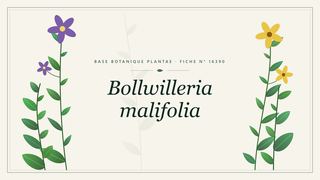 Planche botanique stylisée de Bollwilleria malifolia
