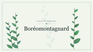 Illustration botanique stylisée du terme « Boréomontagnard » du glossaire