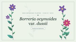 Planche botanique stylisée de Borreria ocymoides var. dussii, famille des Rubiacées