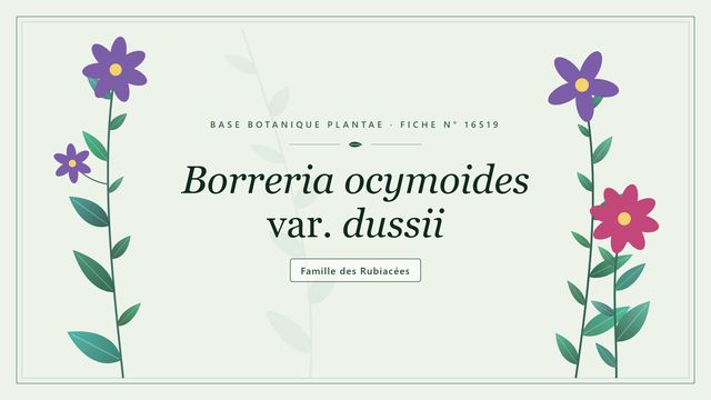 Borreria ocymoides var. dussii : les bases Planche botanique stylisée de Borreria ocymoides var. dussii, famille des Rubiacées
