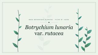 Planche botanique stylisée de Botrychium lunaria var. rutacea