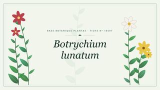 Planche botanique stylisée de Botrychium lunatum