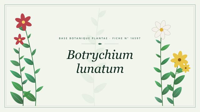 Botrychium lunatum : fiche descriptive et taxonomie Planche botanique stylisée de Botrychium lunatum