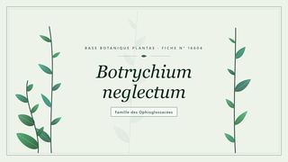 Planche botanique stylisée de Botrychium neglectum, famille des Ophioglossacées